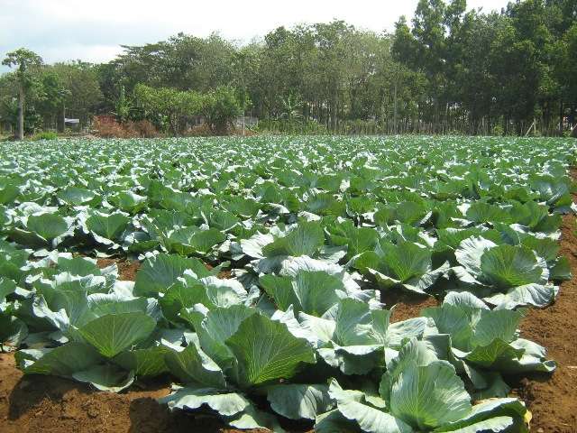 agricultura