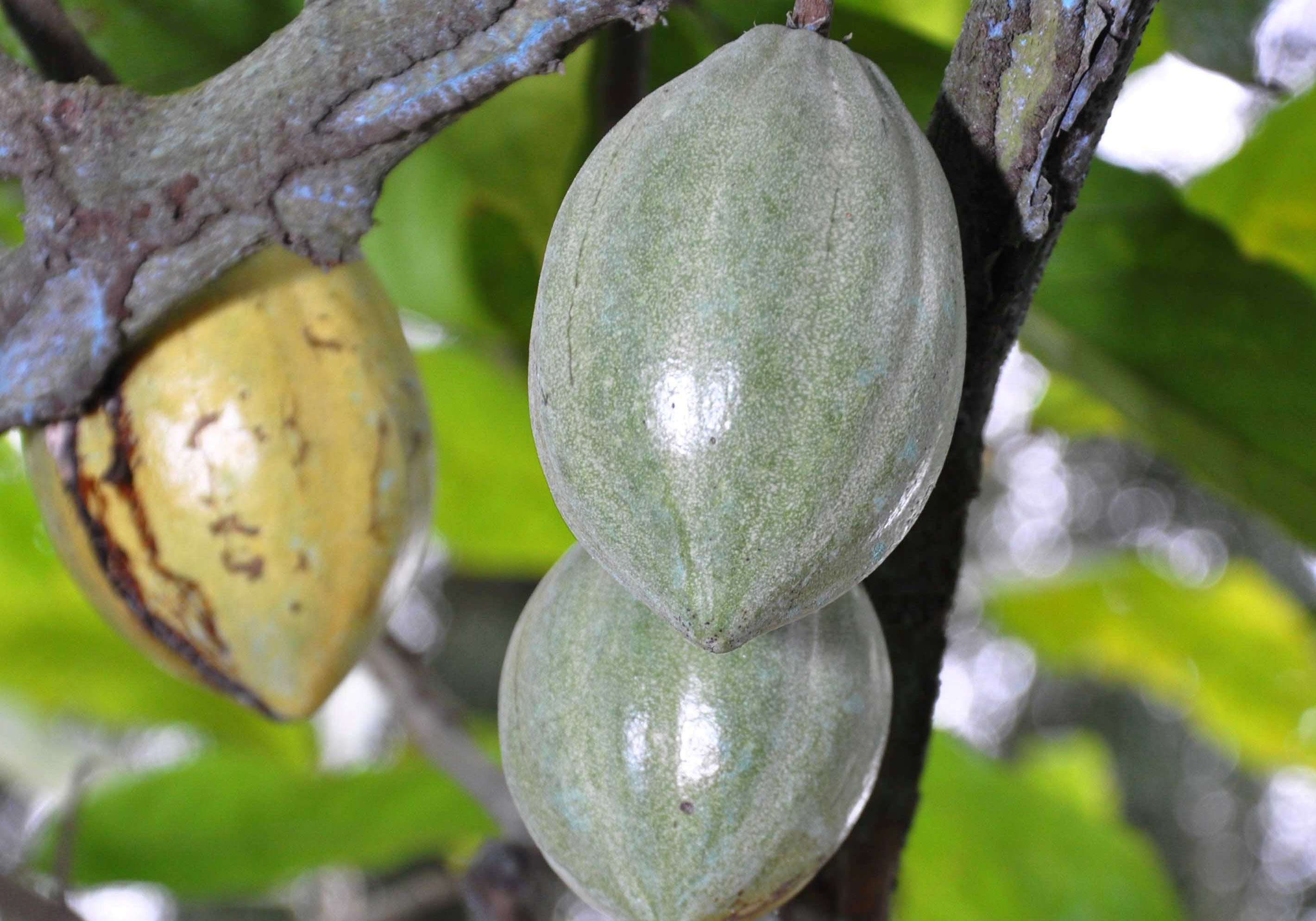 9º deversos   (52)pppoo