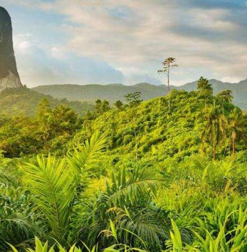 FAO considera São Tomé e Príncipe uma referência no mapa global da conservação das florestas